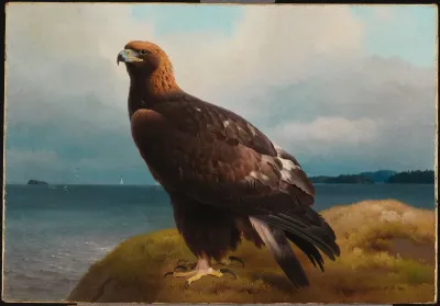 Golden Eagle