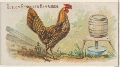 Golden-Pencilled Hamburgh, from the Prize and Game Chickens series (N20) for Allen & Ginter Cigarettes