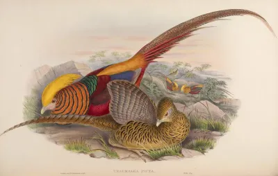 Golden Pheasant