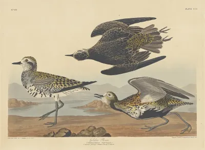 Golden Plover