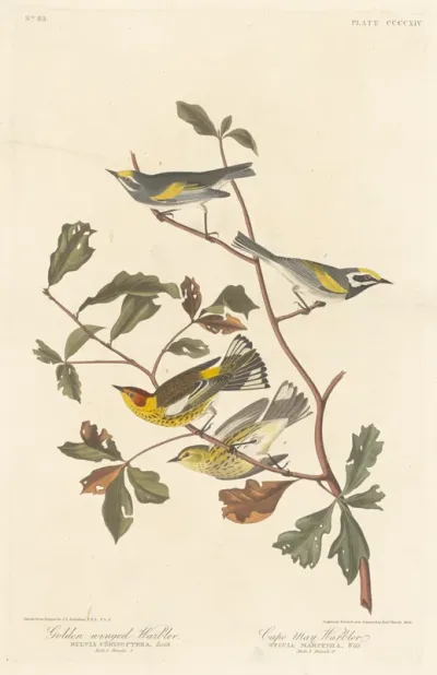 Golden-winged Warbler and Cape May Warbler