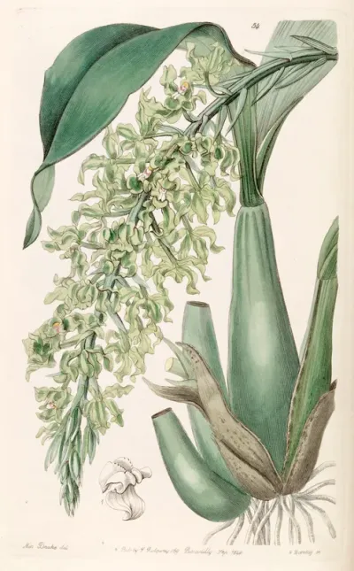Gomesa crispa
