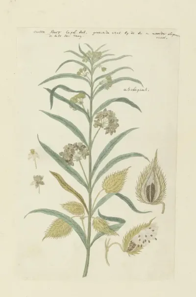 Gomphocarpus fruticosus, voorheen bekend als Asclepias fruticosa