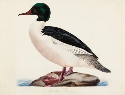 Goosander, Male
