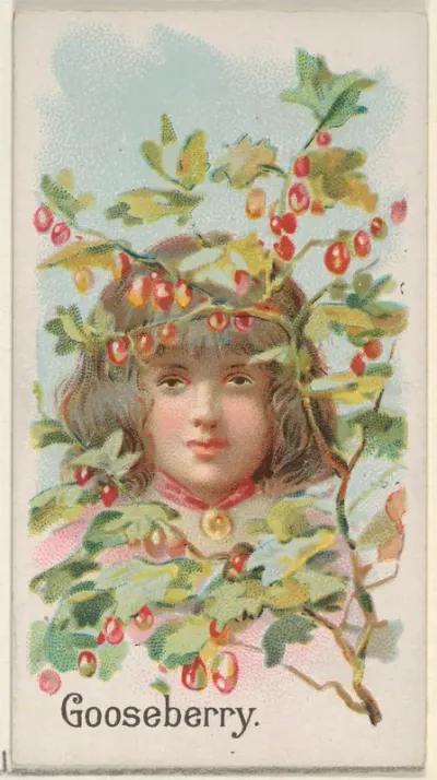 Gooseberry, from the Fruits series (N12) for Allen & Ginter Cigarettes Brands