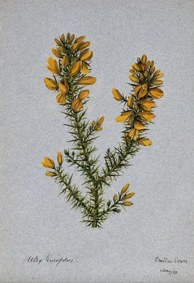 Gorse or whin (Ulex europaeus): flowering stem