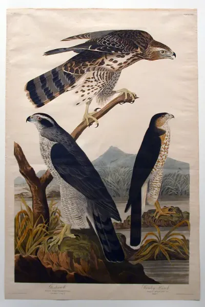 Goshawk, Stanley Hawk (No. 29)