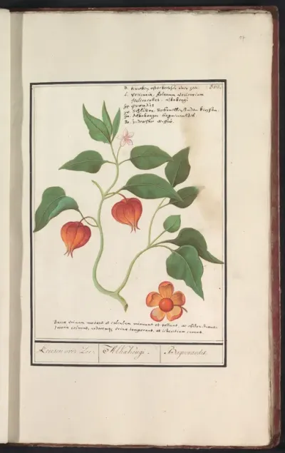 Goudbes (Physalis peruviana)