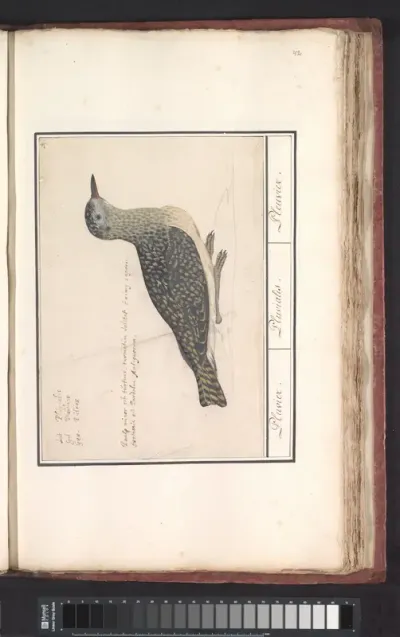 Goudplevier (Pluvialis apricaria)