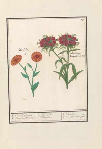 Goudsbloem (Calendula) en Duizendschoon (Dianthus barbatus)