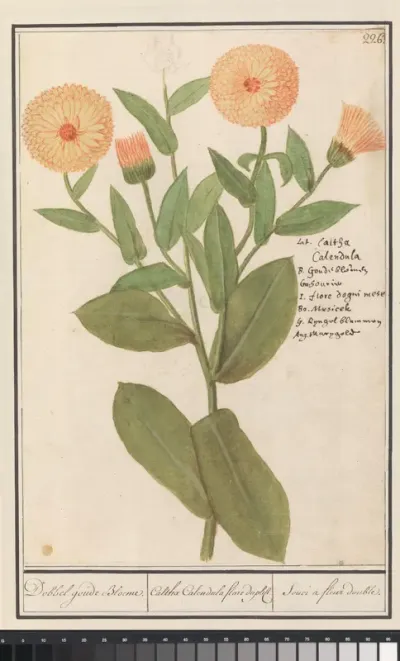 Goudsbloem (Calendula officinalis)
