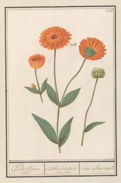 Goudsbloem (Calendula)