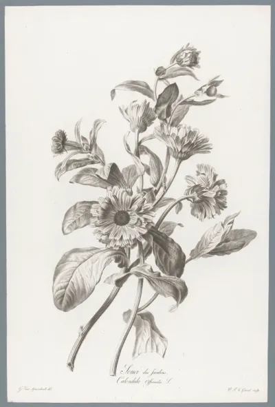 Goudsbloem