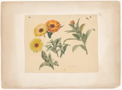 Goudsbloemen