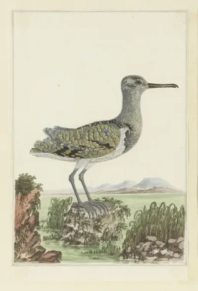 Goudsnip (Rostratula benghalensis) in een gedetailleerd landschap