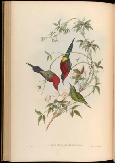 Goulpourah Sun-bird