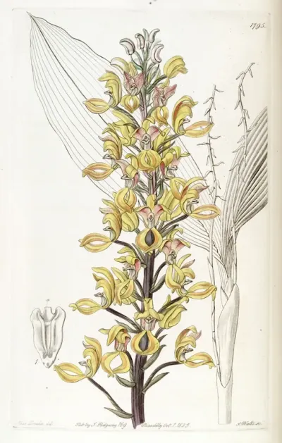 Govenia superba