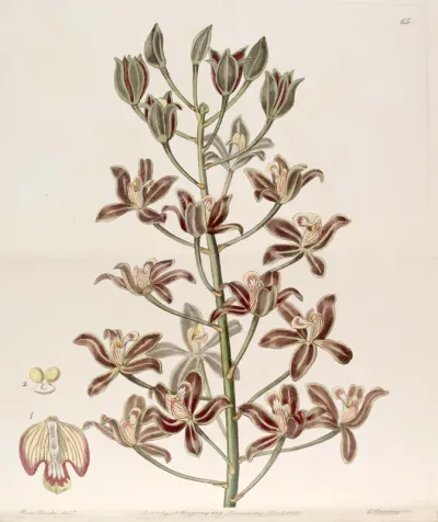 Grammatophyllum multiflorum