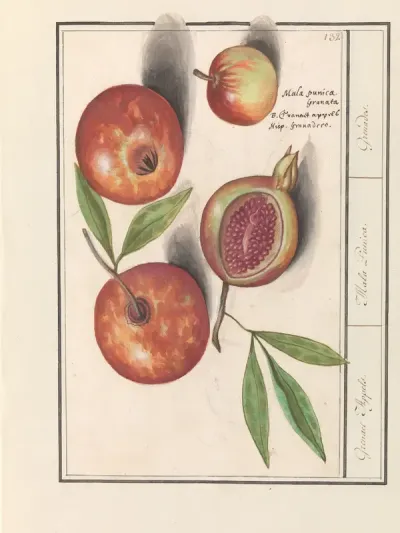 Granaatappel (Punica granatum)