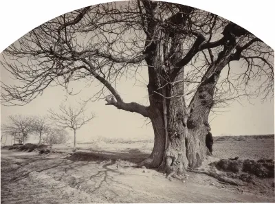 Grand Châtaignier au Bord d'un Chemin (Large Chestnut Tree on the Side of a Road)