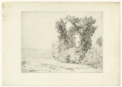 Grands arbres en livière de fôret