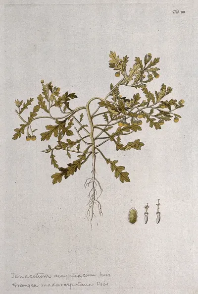 Grangea maderaspatrana (L.) Poiret: entire flowering plant with separate floral segments