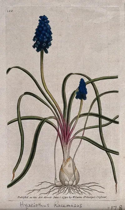 Grape hyacinth (Muscari atlanticum): flowering plant