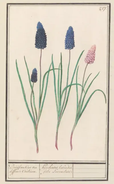 Grape Hyacinth (Muscari botryoides)