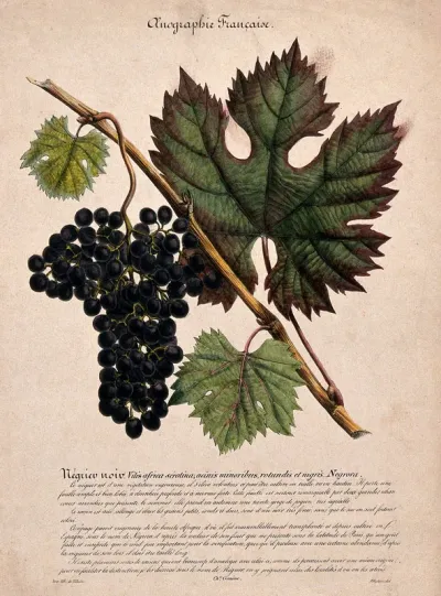 Grape vine (Vitis vinifera L.) with black grapes
