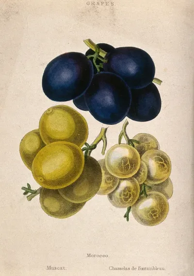 Grapes (Vitis cultivars): three bunches of fruit