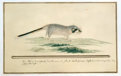 Graphiurus ocularis (Spectacled dormouse)