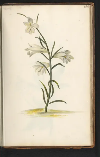 Graslelie (Anthericum)