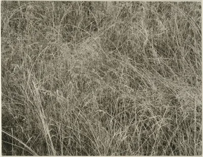 Grass