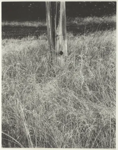 Grass and Flagpole