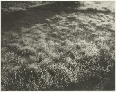 Grass and Frost