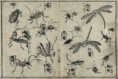 Grass-hoppers, dragon-flies and other insects
