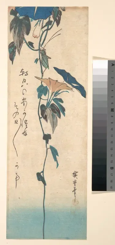 Grasshopper and Morning-glory Vine