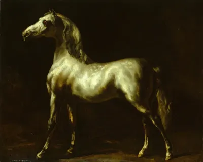 Gray Stallion