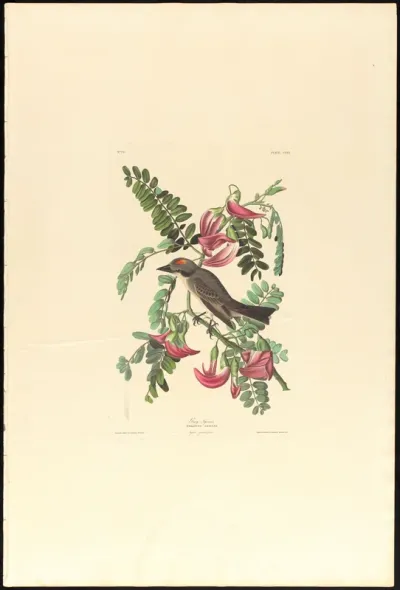 Gray Tyrant