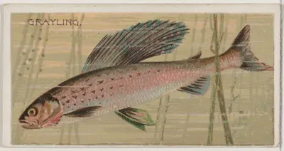 Grayling, from the series Fishers and Fish (N74) for Duke brand cigarettes