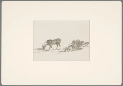 Grazend kalf bij planten