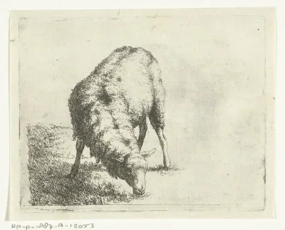 Grazend schaap, bij boomstronk