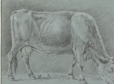 Grazende koe