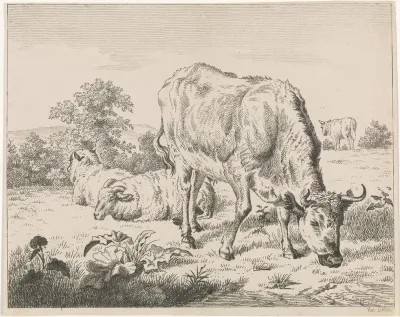 Grazende koe bij twee schapen