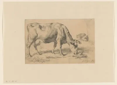 Grazende koe in een weiland