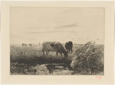 Grazende koeien in een weide