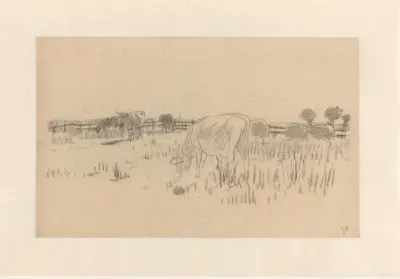 Grazende koeien