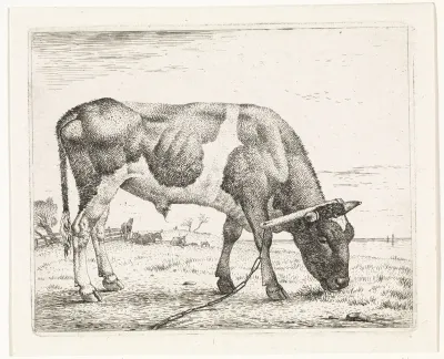Grazende os met een juk