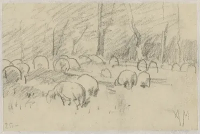 Grazende schapen