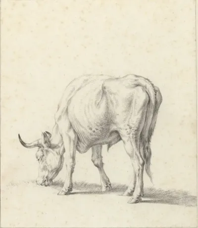 Grazende stier